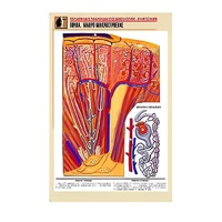 Рельефная таблица "Почка. Макро-микростроение" - «globural.ru» - Тихорецк