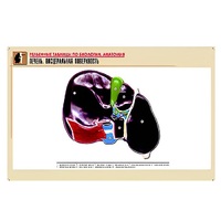 Рельефная таблица "Печень. Висцеральная поверхность" (формат А1, матовое ламинир.) - «globural.ru» - Тихорецк