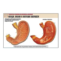 Рельефная таблица "Желудок. Внешняя и внутренняя поверхности" (формат А1, матовое ламинир.) - «globural.ru» - Тихорецк