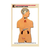 Рельефная таблица "Железы внутренней секреции" (формат А1, матовое ламинир.) - «globural.ru» - Тихорецк