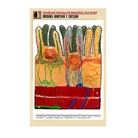 Рельефная таблица "Ворсинка кишечная с сосудом" (формат А1, матовое ламинир.) - «globural.ru» - Тихорецк