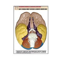Рельефная таблица "Доли и извилины нижней поверхности полушарий головного мозга" - «globural.ru» - Тихорецк