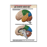 Рельефная таблица "Доли полушарий головного мозга" - «globural.ru» - Тихорецк