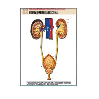 Рельефная таблица "Мочевыделительная система" (формат А1, матовое ламинир.) - «globural.ru» - Тихорецк