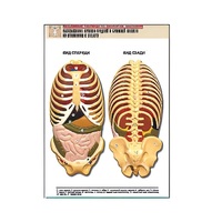 Рельефная таблица "Расположение органов грудной и брюшной полостей по отношению к скелету"(формат А1, лам.) - «globural.ru» - Тихорецк