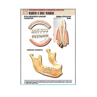 Рельефная таблица "Челюсти и зубы человека" (формат А1, матовое ламинир.) - «globural.ru» - Тихорецк