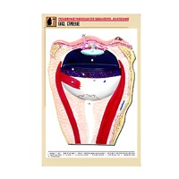 Рельефная таблица "Глаз. Строение" (формат А1, матовое ламинир.) - «globural.ru» - Тихорецк