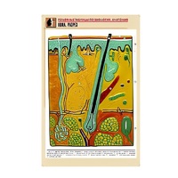 Рельефная таблица "Кожа. Разрез" (формат А1, матовое ламинир.) - «globural.ru» - Тихорецк