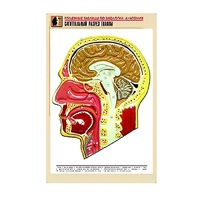 Рельефная таблица "Сагиттальный разрез головы" (формат А1, матовое ламинир.) - «globural.ru» - Тихорецк