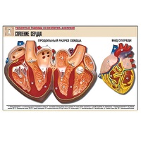 Рельефная таблица "Строение сердца" (формат А1, матовое ламинир.) - «globural.ru» - Тихорецк
