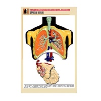Рельефная таблица "Строение легких" (формат А1, матовое ламинир.) - «globural.ru» - Тихорецк