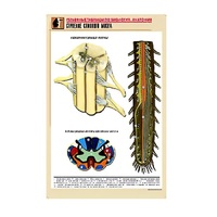 Рельефная таблица "Строение спинного мозга " (формат А1, матовое ламинир.) - «globural.ru» - Тихорецк