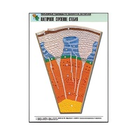 Рельефная таблица "Клеточное строение стебля" (формат А1, матовое ламинир.) - «globural.ru» - Тихорецк