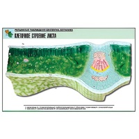 Рельефная таблица "Клеточное строение листа" (формат А1, матовое ламинир.) - «globural.ru» - Тихорецк