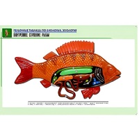 Рельефная таблица "Внутреннее строение рыбы" (формат А1, матовое ламинир.) - «globural.ru» - Тихорецк
