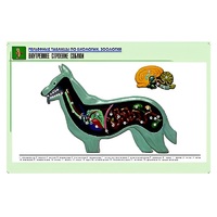 Рельефная таблица "Внутреннее строение собаки" (формат А1, матовое ламинир.) - «globural.ru» - Тихорецк