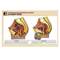 Рельефная таблица "Таз мужской и женский" (формат А1, матовое ламинир.) - «globural.ru» - Тихорецк