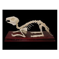 Скелет кролика - «globural.ru» - Тихорецк