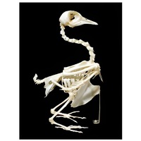 Скелет голубя - «globural.ru» - Тихорецк