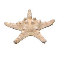 Сухой препарат "Звезда морская" (вариант 2) - «globural.ru» - Тихорецк