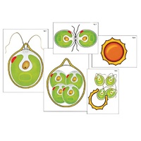 Модель-аппликация "Размножение одноклеточной водоросли" (ламинированная) - «globural.ru» - Тихорецк