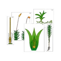 Модель-аппликация "Размножение мха" (ламинированная) - «globural.ru» - Тихорецк