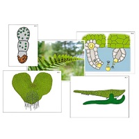 Модель-аппликация "Размножение папоротника" (ламинированная) - «globural.ru» - Тихорецк