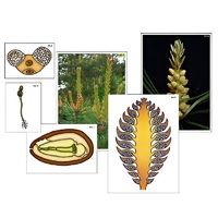 Модель-аппликация "Размножение сосны" (ламинированная) - «globural.ru» - Тихорецк