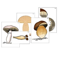Модель-аппликация "Размножение шляпочного гриба" (ламинированная) - «globural.ru» - Тихорецк
