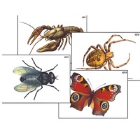 Модель-аппликация "Разнообразие беспозвоночных" (ламинированная) - «globural.ru» - Тихорецк