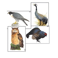 Модель-аппликация "Разнообразие высших хордовых 1. Пресмыкающиеся и птицы" (ламинированная) - «globural.ru» - Тихорецк