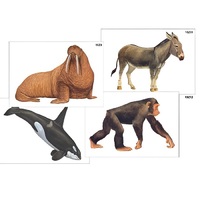 Модель-аппликация "Разнообразие высших хордовых 2. Млекопитающие" (ламинированная) - «globural.ru» - Тихорецк