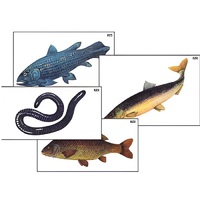 Модель-аппликация "Разнообразие низших и высших хордовых" (ламинированная) - «globural.ru» - Тихорецк