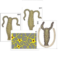 Модель-аппликация "Строение и размножение гидры" (ламинированная) - «globural.ru» - Тихорецк