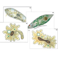 Модель-аппликация "Строение и разнообразие простейших" (ламинированная) - «globural.ru» - Тихорецк