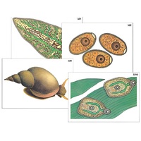 Модель-аппликация "Циклы развития печеночного сосальщика и бычьего цепня" (ламинированная) - «globural.ru» - Тихорецк