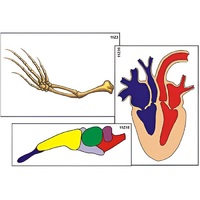 Модель-аппликация "Эволюция важнейших систем органов позвоночных" (ламинированная) - «globural.ru» - Тихорецк
