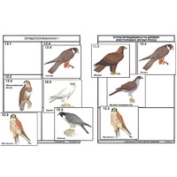 Комплект дидактических карточек: "Систематика и экология птиц" (95 штук, цвет., лам.) - «globural.ru» - Тихорецк