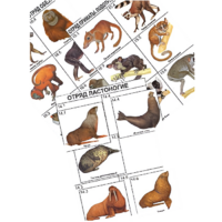 Комплект дидактических карточек: "Систематика и экология млекопитающих" (96 штук, цвет., лам.) - «globural.ru» - Тихорецк