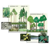 Гербарий фотографический "Растительные сообщества. Лес" (раздаточный) - «globural.ru» - Тихорецк