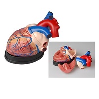 Модель сердца в разрезе (демонстрационная) - «globural.ru» - Тихорецк