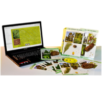 Коллекция натурально-интерактивная "Голосеменные растения" - «globural.ru» - Тихорецк