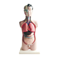 Торс человека разборный - «globural.ru» - Тихорецк