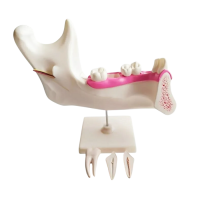 Комплект моделей - «globural.ru» - Тихорецк