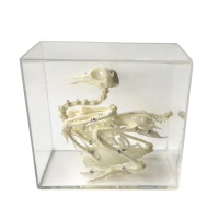 Комплект скелетов различных классов животных - «globural.ru» - Тихорецк