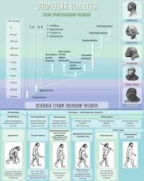 Стенд "Эволюция человека" (вариант 1) - «globural.ru» - Тихорецк