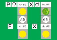 Модель-аппликация Дигибридное скрещивание. Законы Менделя. (набор из 84 карт) - «globural.ru» - Тихорецк