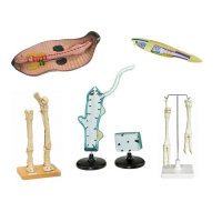 Комплект зоологических моделей демонстрационный - «globural.ru» - Тихорецк