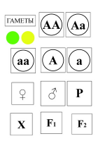 Модель-аппликация Моногибридное скрещивание и его цитологические основы - «globural.ru» - Тихорецк