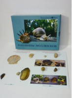 Коллекция "Раковины моллюсков" (вариант 2) - «globural.ru» - Тихорецк